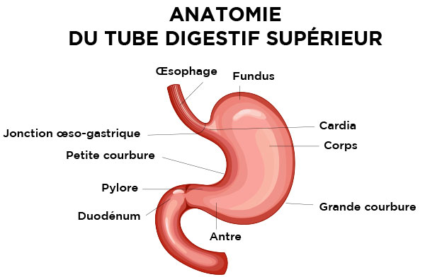 Anatomie du tube digestif supérieur