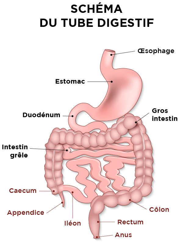 Schéma du tube digestif